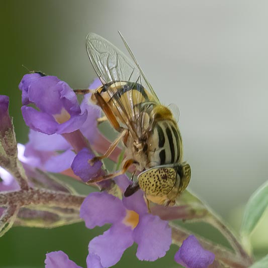 Eristalinus punctulatus (Native Drone Fly).jpg